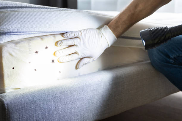 Best Flea Control Services  in Norton, KS