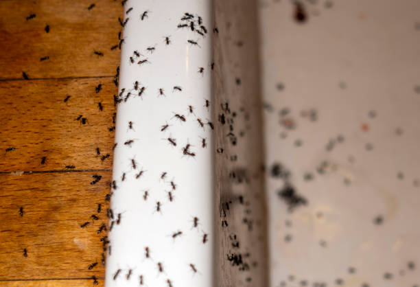 Best Pest Removal Services  in Norton, KS