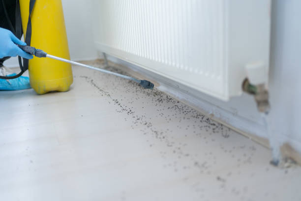 Trusted Norton, KS Pest Control Experts